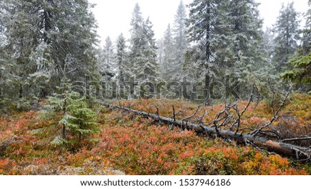 Beautiful and colorful scenery of snow and autumn forest in middle of Finland. Red and orange blueberry leaves contrast with green pine tree and some snow.  It looks like a fairy tail.