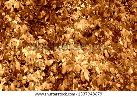 Bird cherry tree leaves in autumn day. Natural background brown color toned