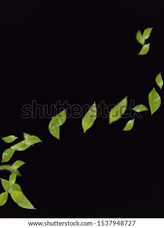 Green Tree leaves Stock Image 