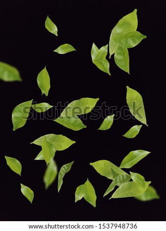 Green Tree leaves Stock Image 