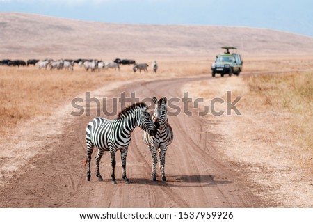 Zebra couple on dirt road and Safari offroad car in golden grass field in Ngorongoro consevation area, Serengeti Savanna forest in Tanzania - African safari wildlife watching trip Royalty-Free Stock Photo #1537959926