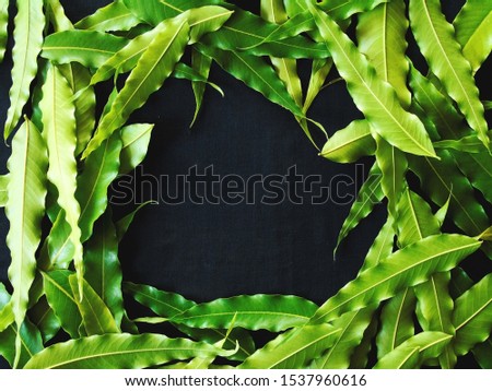 background of wavy flat green leaves, green leaves with black background, photo theme of plant parts.            