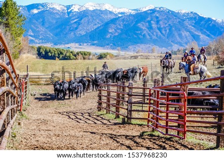 Angus beef cattle being herded into corrals Royalty-Free Stock Photo #1537968230