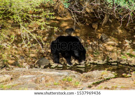 Indian sloth bear drinking water