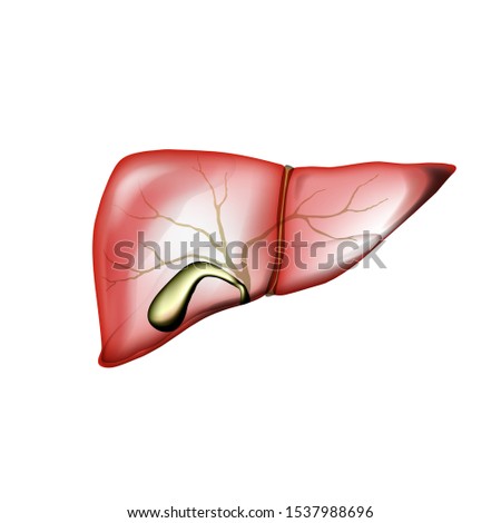 Realistic human liver and gallbladder illustration on white background isolated. For liver pain or diseases medical publications or hepatoprotective advertising. 3D illustration