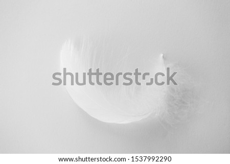 Swan feather and shadows on white background, isolated. Concept of tenderness and softness, close-up. Beauty in nature