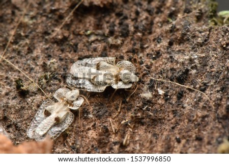 Sycamore lace bug, Corythucha ciliata  Royalty-Free Stock Photo #1537996850