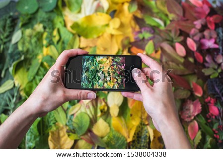 Female hands take pictures on the phone Multi-colored Autumn Varied fall Leaves rainbow background view from above