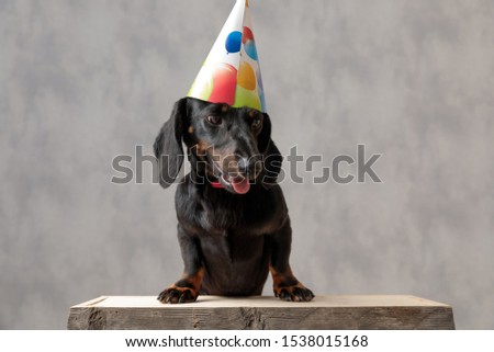sweet teckel puppy dog with birthday hat sitting on wooden board and looking down sad with tongue out against gray studio background