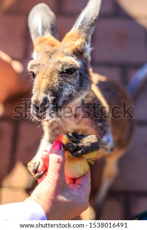 Hand feeding orphaned baby kangaroo joey Australia
