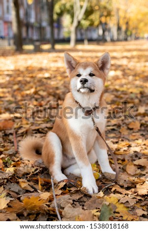 Beautiful red-haired dog in autumn leaves plays with a man