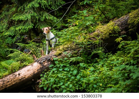 Young Fox Terrier in the mountain