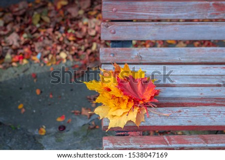 A bouquet of yellow and orange maple leaves on a bench in the park. Colorful autumnal leaves close up. Autumn concept. 