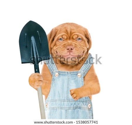 Smiling puppy farmer holds shovel in his paw. isolated on white background