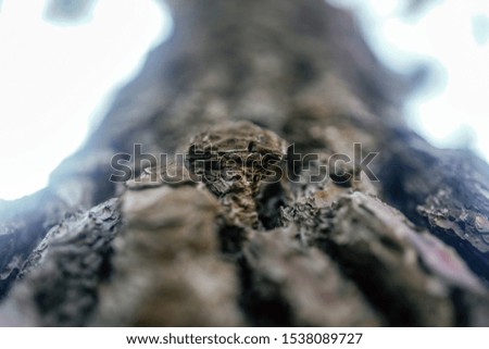 Macro bark of a tree with moss full frame. Eye level shooting. 