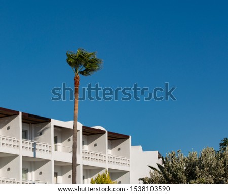 Palm with blue sky in the background