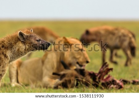 Hyenas and lion - when tables turn, Maasai Mara, Kenya