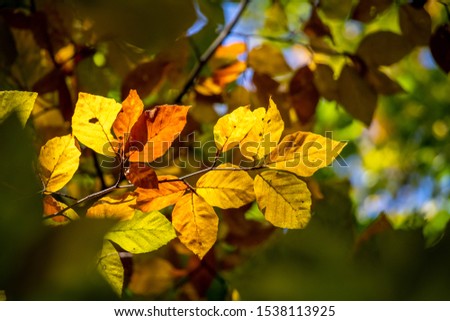 Detail of autumn colored beech leaves on tree