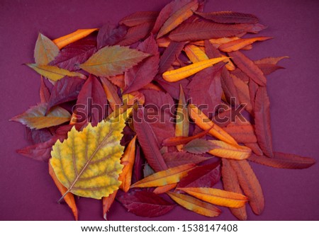 Colorful autumn leaves on a bright uniform background.