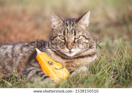 Cat and Halloween pumpkin in the grass