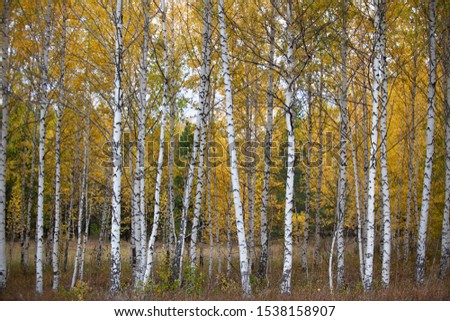 Birch grove in the fall. Snow-white trunks of birches.