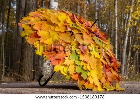 the umbrella of the bright maple leaves