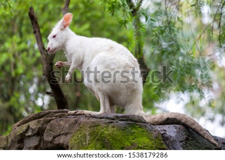 white wallaroo an albino kangaroo from Australia