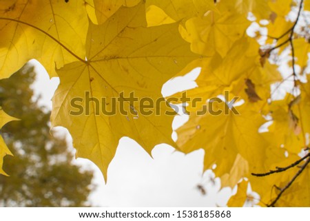 Yellow maple leaves against the sky