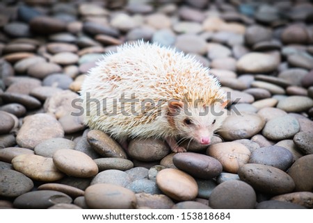 Hedgehog on stack of rock