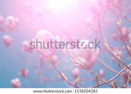 Pink magnolia flower on a branch. Trend color pink. Blue sky.  Shallow depth of field.  Spring background. 