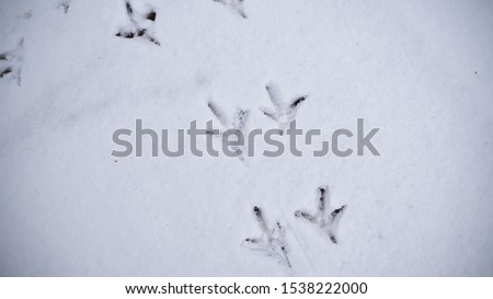 Snow ground with a lot of bird trace photo. Bird Footprints On The Snow