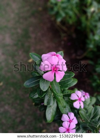 Beauty of nature "Pink Flowers".