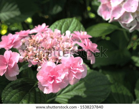 pink hydrangea flowers in summer Royalty-Free Stock Photo #1538237840