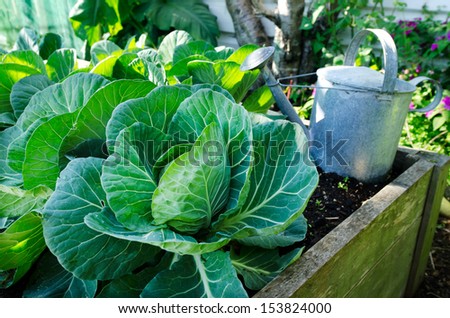 White cabbage growing in home grown vegetable garden. No people. Copy space Royalty-Free Stock Photo #153824000