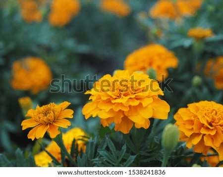 Marigold flowers in summer garden Royalty-Free Stock Photo #1538241836