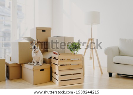 Photo of pedigree cute dog poses on pile of cardboard boxes with owner belongings, relocate in new flat, empty room with white walls, lamp and sofa, big window. Animals and Moving Day concept Royalty-Free Stock Photo #1538244215