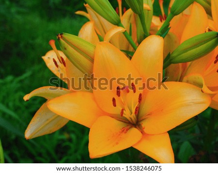 orange Lilies bloomed very beautifully Royalty-Free Stock Photo #1538246075