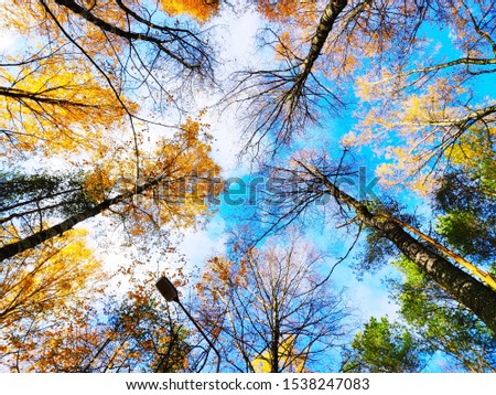 view of the sky through the autumn trees in the forest.