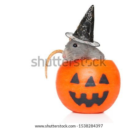 Decorative rat with witch hat sits in orange Halloween candlelight on a white background.