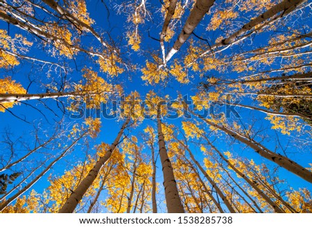 Stunning Vertical  View Of Golden Aspen Trees During Fall season near Flagstaff, AZ