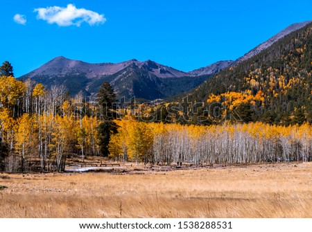 Beautful Lockett Meadow During Fall Season With Colorful Aspen Trees Near Flagstaff, Arizona. Royalty-Free Stock Photo #1538288531