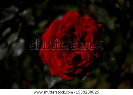 bright red Burgundy rose on a branch on a background of green rose petals. macro photography beautiful flowers background texture