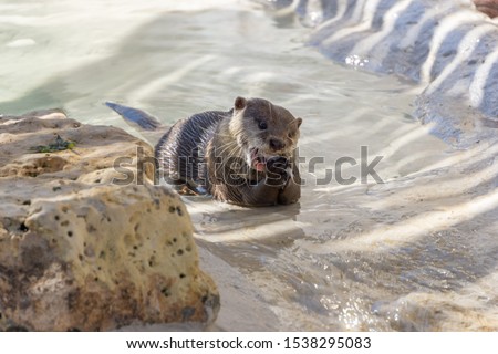 Asian River Otter Laying Eating
