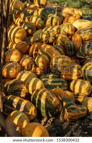 pumpkins are on the street in autumn   
