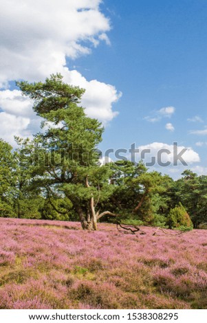 A landscape picture from the Lüneburger Heide, a famous vacation destination in Lower Saxony. The most beautiful time to see it in purple colors is during the bloom in august or early September.