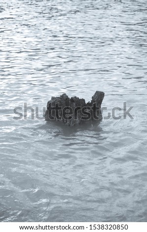 An old rotten stump in the wave water. Black and white photography 