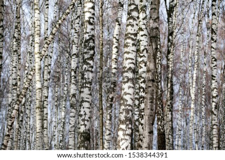 birch tree blue sky background 