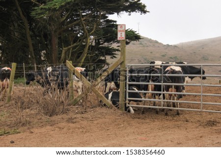 View of the cows in a farm along the Point Reyes National Seashore, California, USA