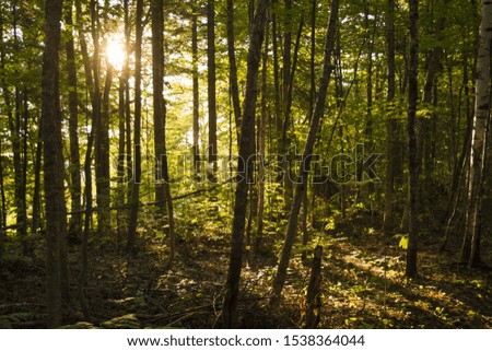 sun beam through trees in summer