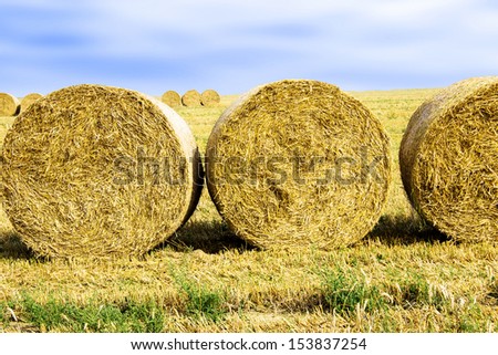 Round bales in the field
